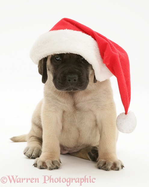Fawn English Mastiff pup in Santa hat, white background