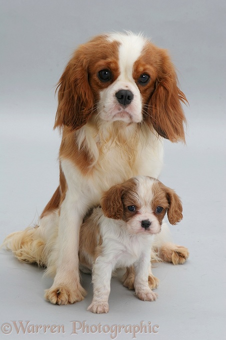 Blenheim Cavalier King Charles Spaniel mother and pup