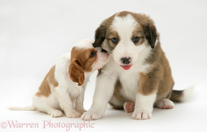 Blenheim Cavalier King Charles Spaniel pup and Sable Border Collie pup, white background