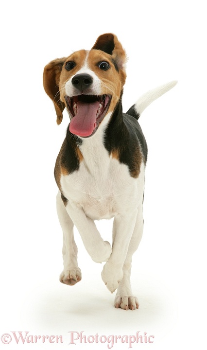 Beagle running, white background