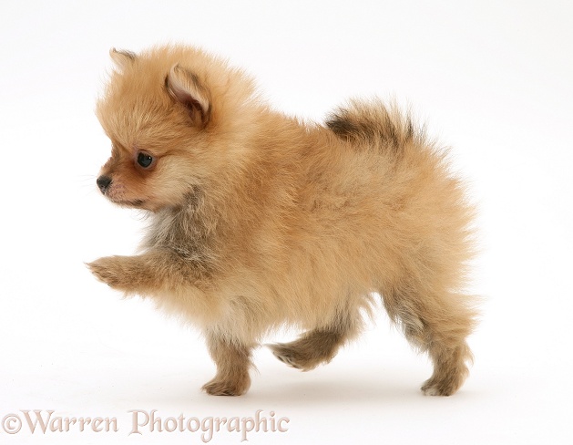 Pomeranian pup, white background