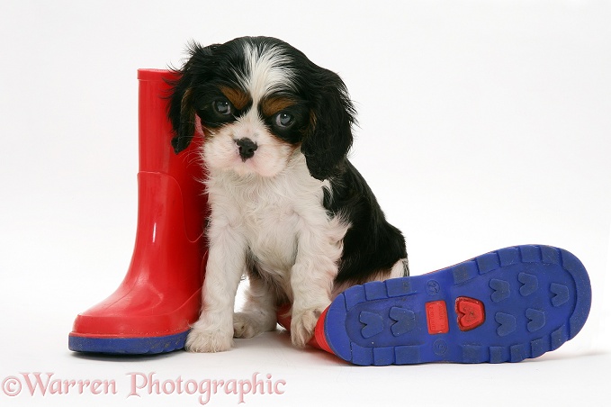Tricolour Cavalier King Charles Spaniel pup with child's wellie boots, white background