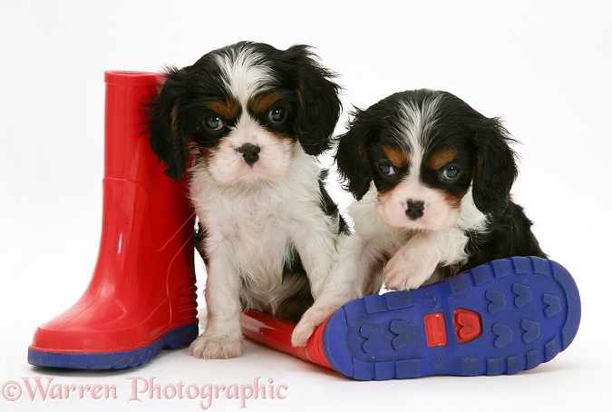 Tricolour Cavalier King Charles Spaniel pups with child's wellie boots, white background