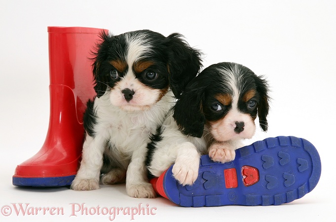 Tricolour Cavalier King Charles Spaniel pups with child's wellie boots, white background