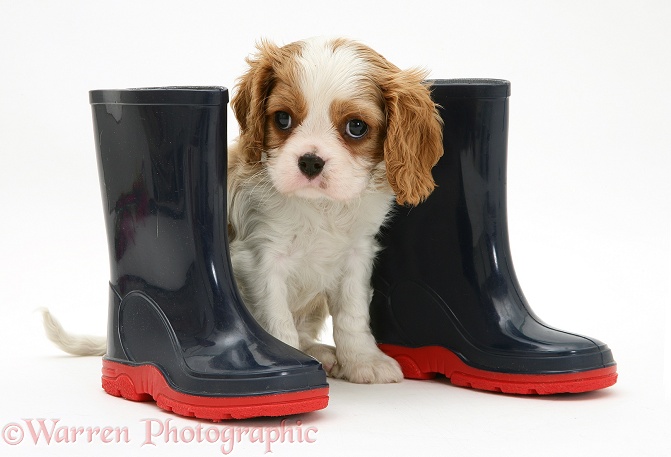 Blenheim Cavalier King Charles Spaniel pup with child's wellie boots, white background