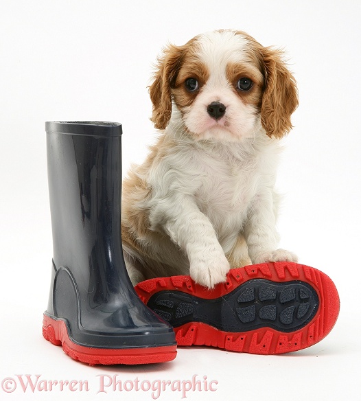 Blenheim Cavalier King Charles Spaniel pup with child's wellie boots, white background
