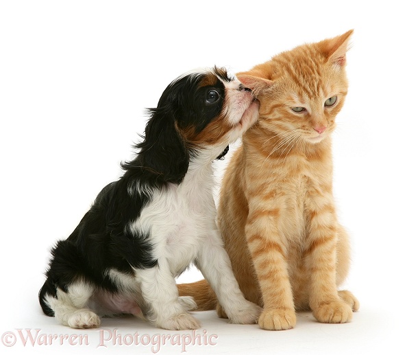 Tricolour Cavalier King Charles Spaniel pup 'kissing' ginger kitten, white background