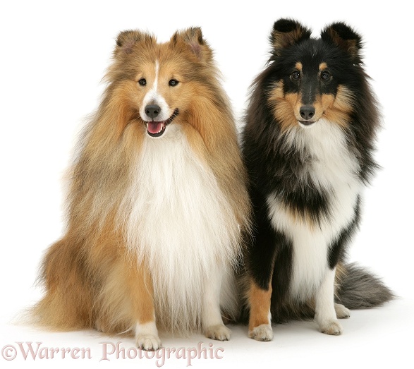 Sable and tricolour Shetland Sheepdogs (Shelties), white background