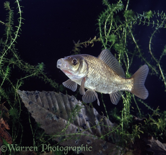 Crucian Carp (Carassius carassius) yawning.  Europe & Asia