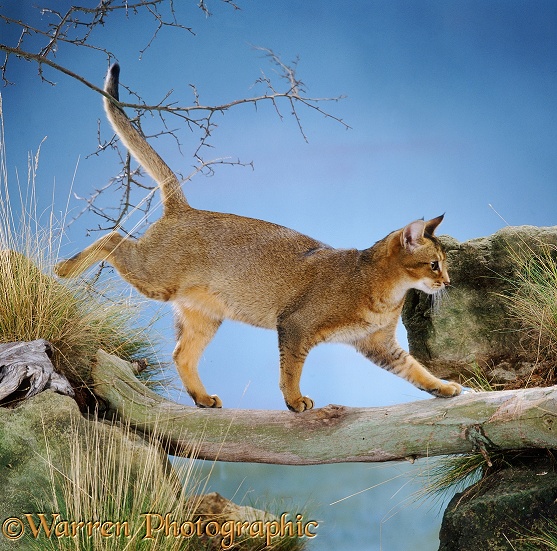 Usual Abyssinian cat Rufus (a ticked tabby) walking on a branch