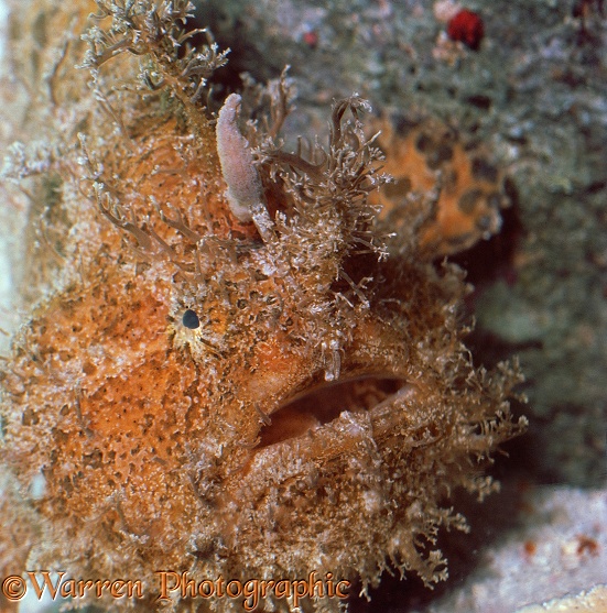 Whiskery or Split-lure Frogfish (Antennarius scaber).  American Atlantic