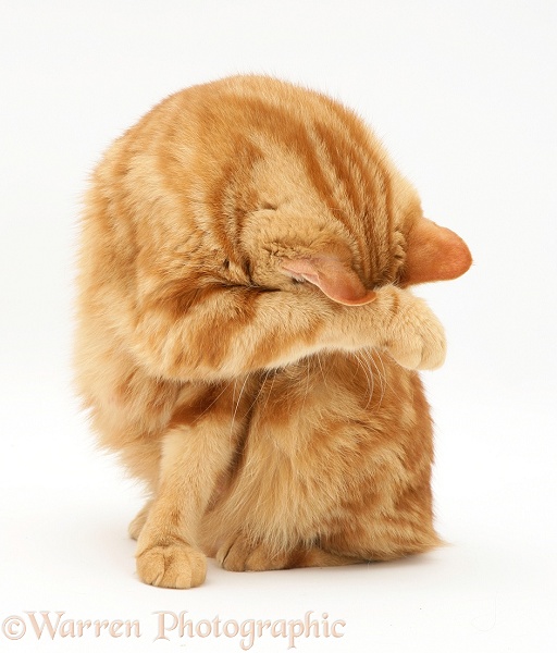 Red tabby British Shorthair cat washing her face, white background