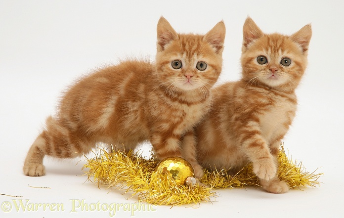 Red tabby kittens with tinsel and bauble, white background