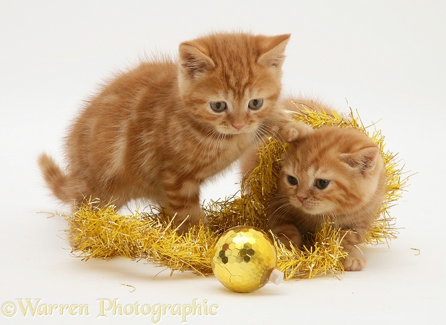 Red tabby kittens with Christmas tinsel and bauble, white background