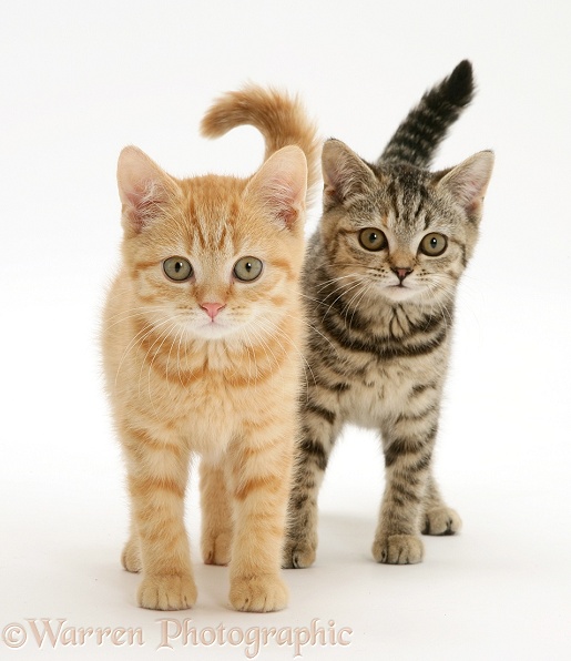 Ginger and brown spotted kittens, white background