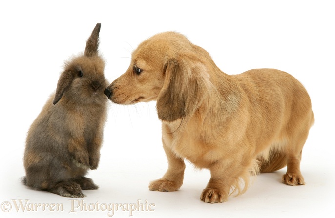 Lop rabbit meets cream dapple Dachshund pup, white background