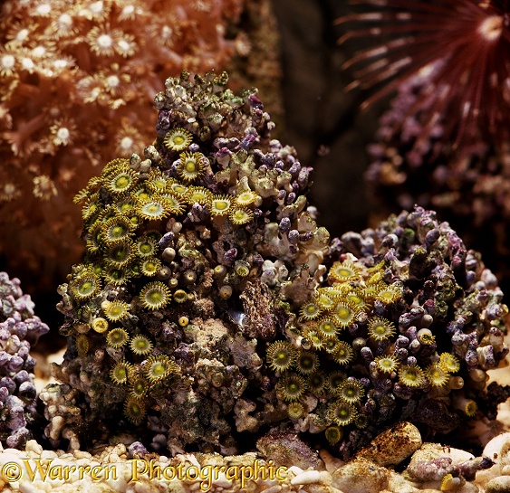 Polyps of green soft coral (Zoanthid)
