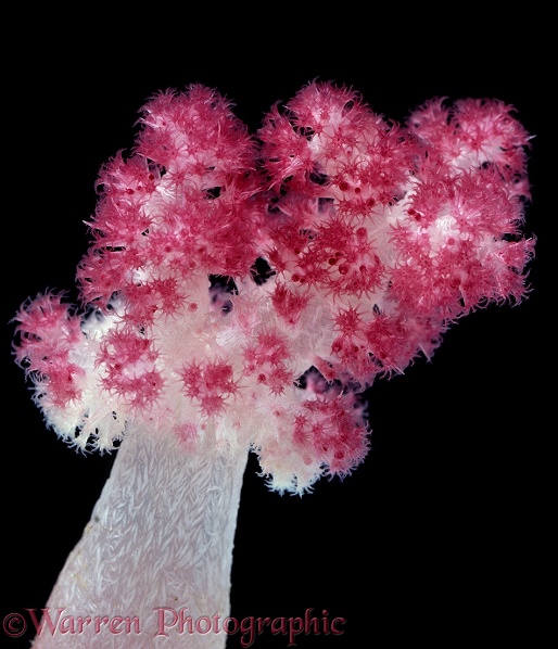 Pink soft Coral or Accyonacean polyps expanded