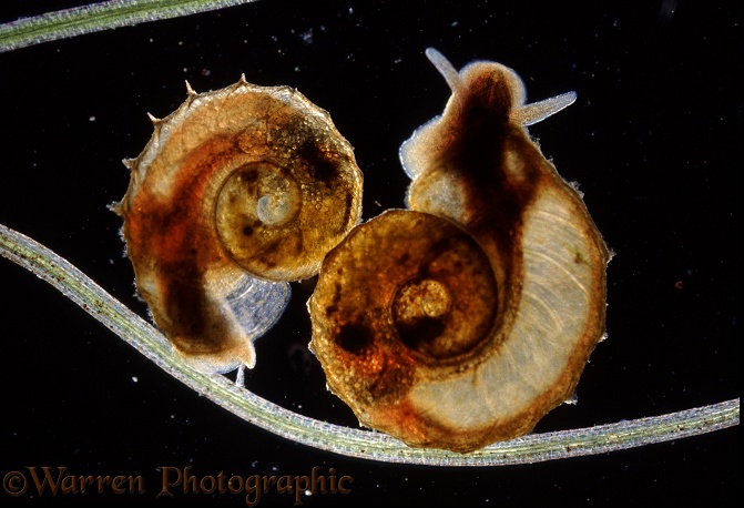 Ramshorn Snail (Planorbis species) very young specimens