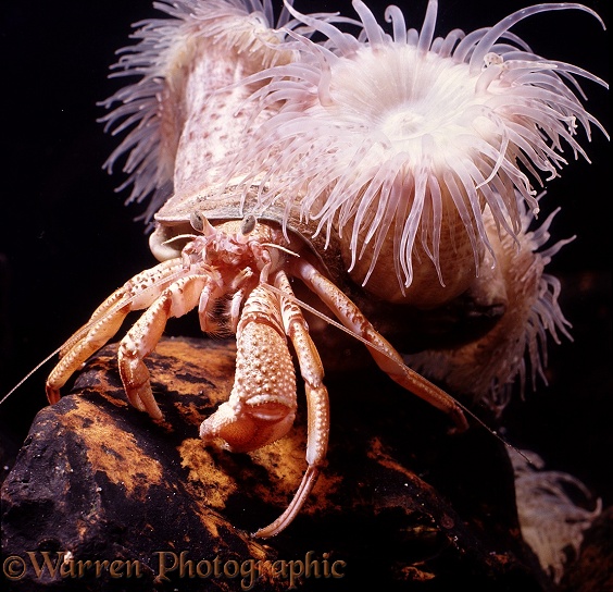 Adult Common Hermit Crab (Eupagurus bernhardus) in Whelk shell with commensal anemones.  North Atlantic