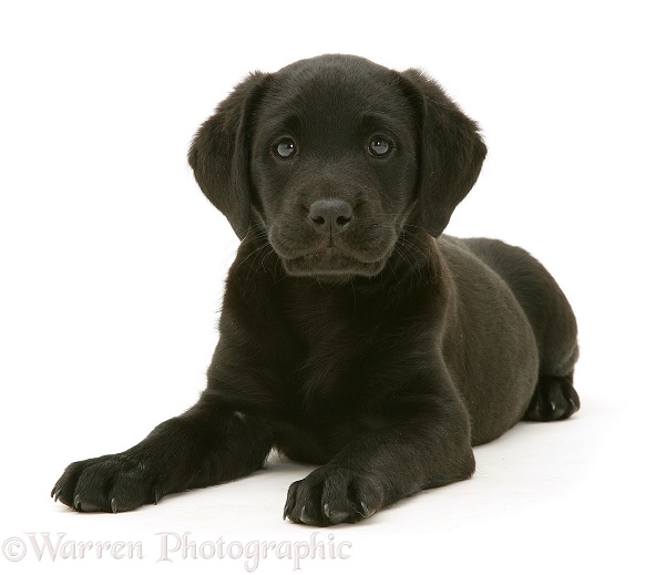 Black Labrador Retriever pup, 8 weeks old, lying, head up, white background