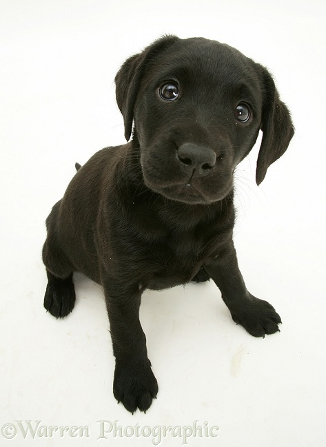 Black Labrador Retriever pup, 8 weeks old, white background