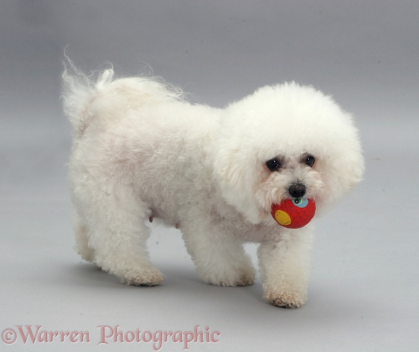 Bichon Frise with a ball