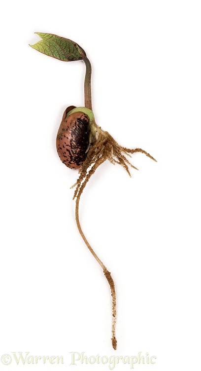 Runner bean germination series No 4, white background