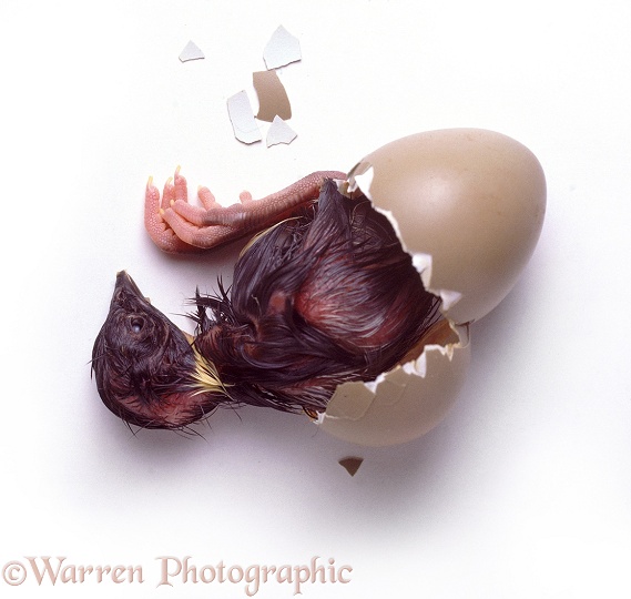 Game Pheasant (Phasianus colchicus) chick hatching from egg, white background