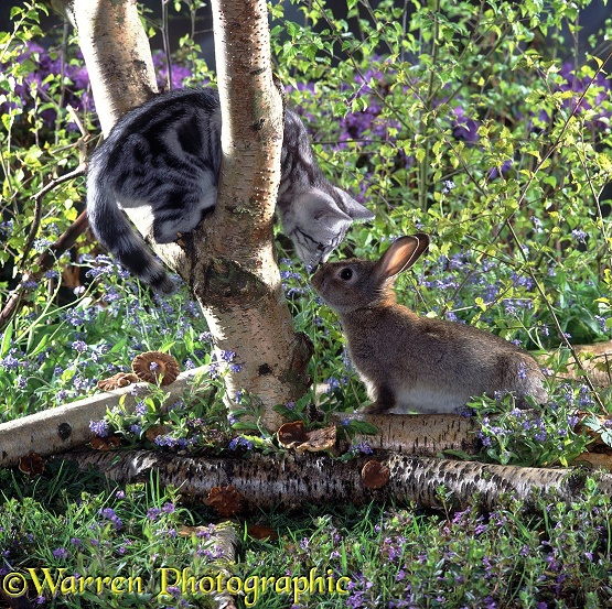 Silver tabby male kitten, 12 weeks old, meets young wild rabbit in the spring woodlands