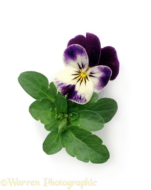 Wild Pansy (Viola tricolor), white background