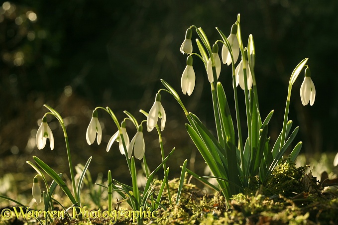 Snowdrops (Galanthus nivalis) in early spring sunshine