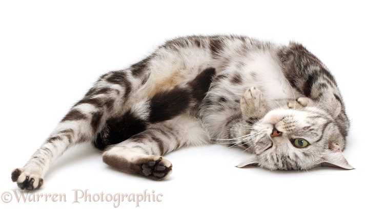 British shorthair silver tabby female cat, Zelda, rolling in oestrus, white background
