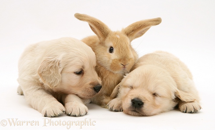 Baby sandy Lop rabbit with sleepy Golden Retriever pups, white background