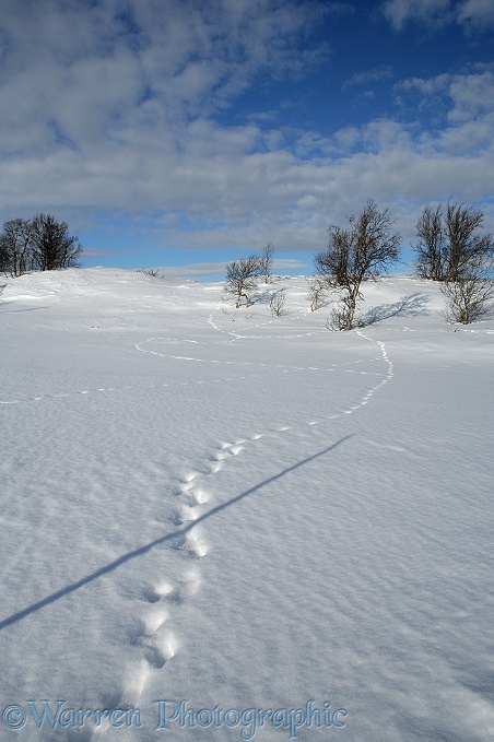 Animal track in snow.  Lia, Norway