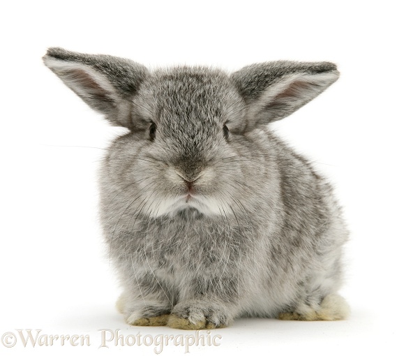 Baby Chinchilla rabbit, white background