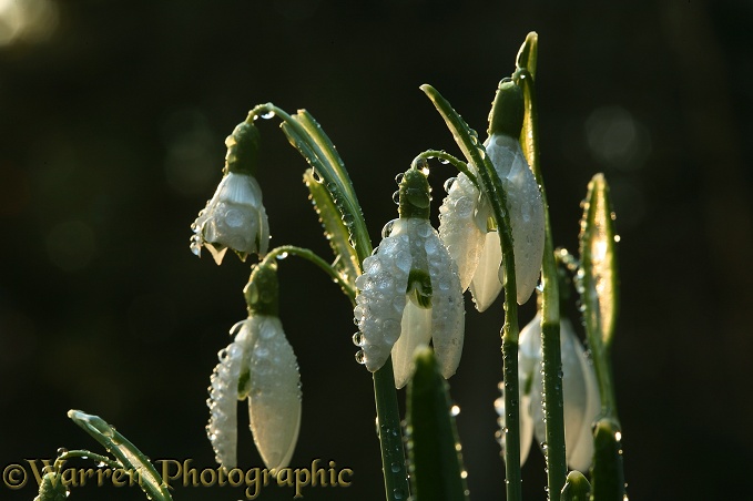 Snowdrops (Galanthus nivalis) after rain