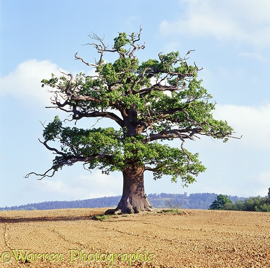 English Oak (Quercus robur) - Spring 2005.  Surrey, England