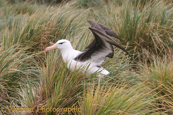 Black-browed Albatross (Thalassarche melanophris) among tussock grass.  Falkland Islands