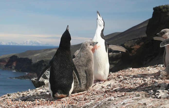 Chinstrap Penguin (Pygoscelis antarctica) pair performing the ecstatic display, with downy chick.  Antarctica