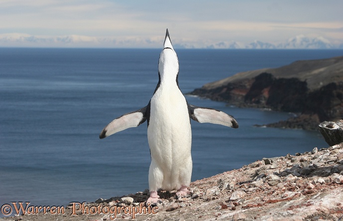 Chinstrap Penguin (Pygoscelis antarctica) performing the ecstatic display.  Antarctica