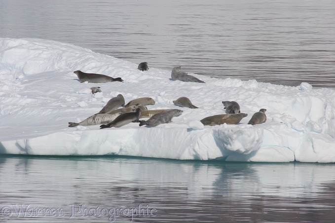 Crabeater Seals (Lobodon carcinophagus) on an icefloe.  Antarctica