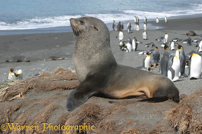 Antarctic Fur Seal (Arctocephalus gazella) young male
