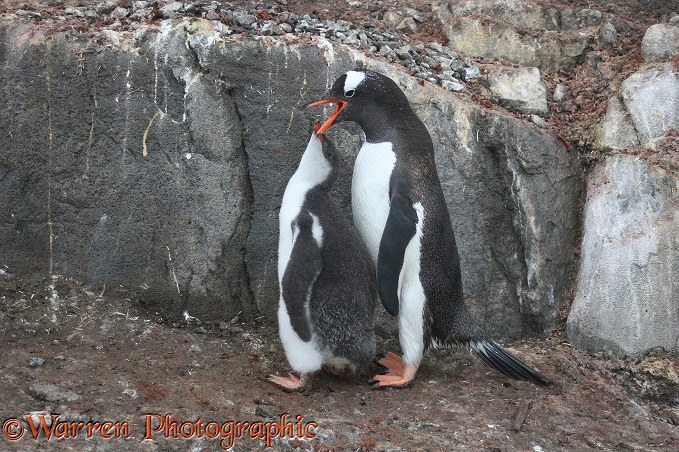 Gentoo Penguin (Pygoscelis papua) parent feeding chick.  Antarctica