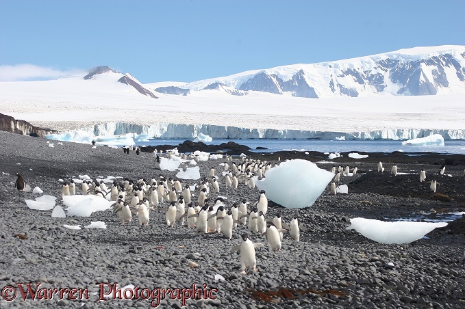 Adelie Penguins (Pygoscelis adeliae) marching to the sea.  Antarctica