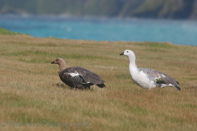 Upland Goose (Chloephaga picta) pair, female on left