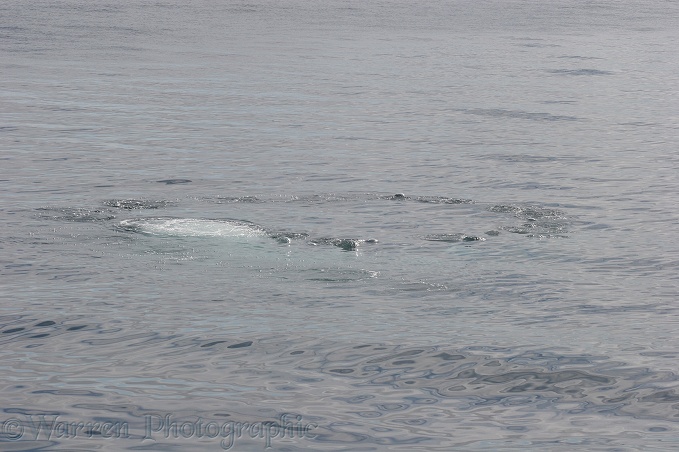 A curtain of bubbles has been blown by a Humpback Whale (Megaptera novaeangliae) to encircle its krill prey