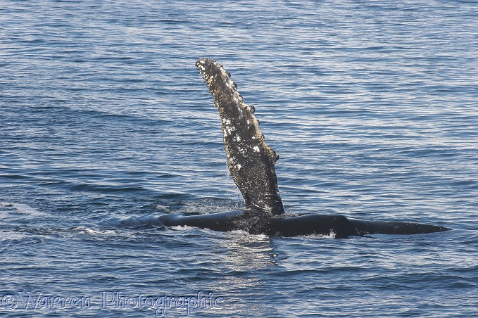 Humpback Whale (Megaptera novaeangliae) waving a flipper