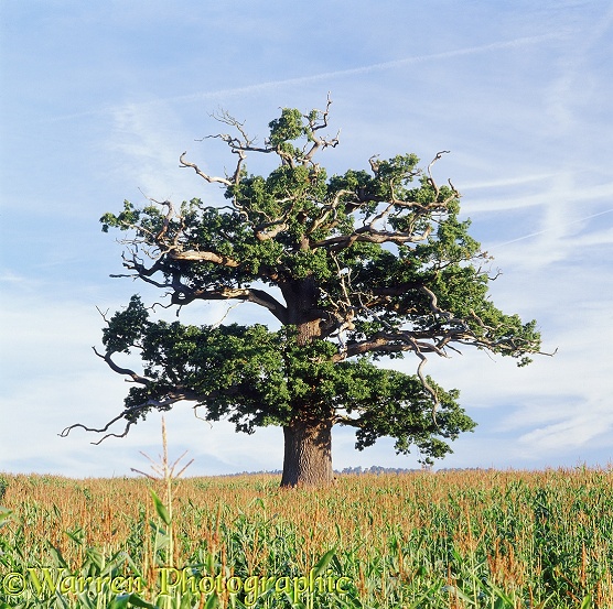 English Oak (Quercus robur) in a field with a crop of maize in summer 2005.  Surrey, England