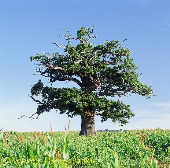 English Oak (Quercus robur) in a field with a crop of maize in summer 2005.  Surrey, England